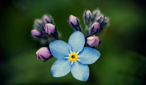 Preview wallpaper flowers, petals, background, nezabudka, bud