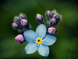 Preview wallpaper flowers, petals, background, nezabudka, bud