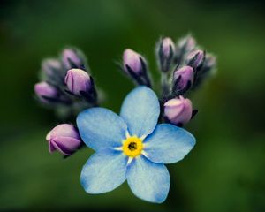 Preview wallpaper flowers, petals, background, nezabudka, bud