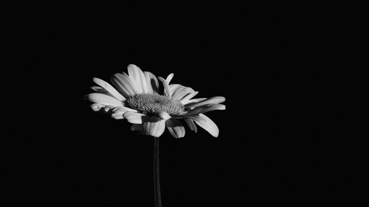 Wallpaper flowers, petals, black and white, black