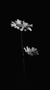 Preview wallpaper flowers, petals, black and white, black