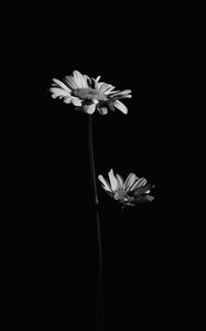 Preview wallpaper flowers, petals, black and white, black