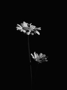 Preview wallpaper flowers, petals, black and white, black
