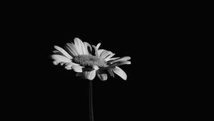 Preview wallpaper flowers, petals, black and white, black