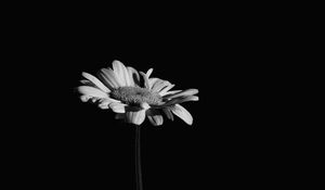 Preview wallpaper flowers, petals, black and white, black