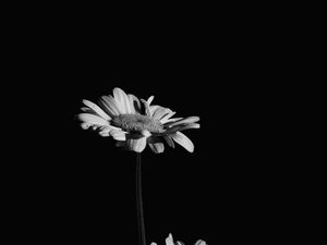 Preview wallpaper flowers, petals, black and white, black