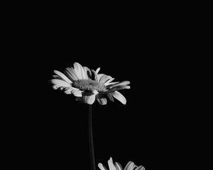 Preview wallpaper flowers, petals, black and white, black