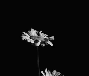 Preview wallpaper flowers, petals, black and white, black