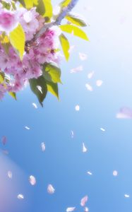 Preview wallpaper flowers, petals, bloom, spring