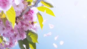Preview wallpaper flowers, petals, bloom, spring