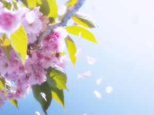 Preview wallpaper flowers, petals, bloom, spring