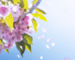 Preview wallpaper flowers, petals, bloom, spring