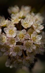 Preview wallpaper flowers, petals, bloom, blur, spring