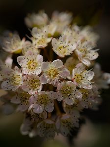 Preview wallpaper flowers, petals, bloom, blur, spring