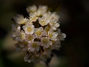 Preview wallpaper flowers, petals, bloom, blur, spring