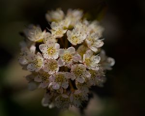Preview wallpaper flowers, petals, bloom, blur, spring