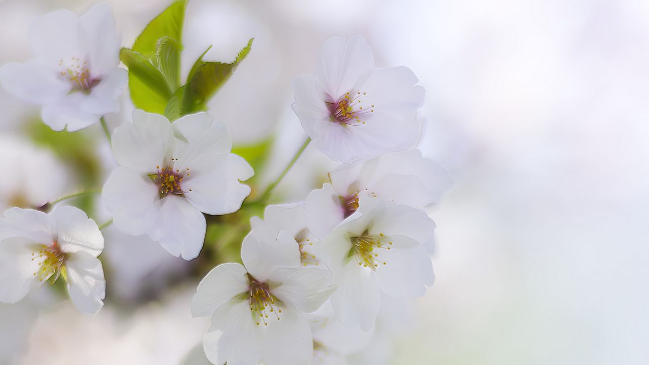 Wallpaper flowers, petals, bloom, spring, white, blur