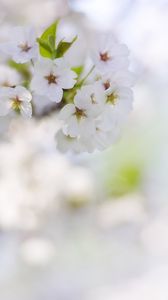 Preview wallpaper flowers, petals, bloom, spring, white, blur