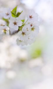 Preview wallpaper flowers, petals, bloom, spring, white, blur