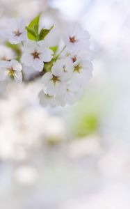 Preview wallpaper flowers, petals, bloom, spring, white, blur