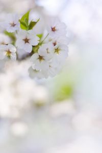 Preview wallpaper flowers, petals, bloom, spring, white, blur