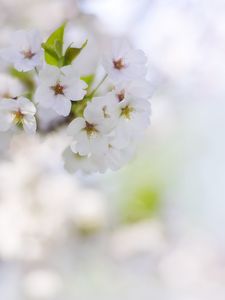 Preview wallpaper flowers, petals, bloom, spring, white, blur