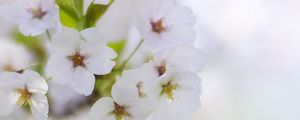 Preview wallpaper flowers, petals, bloom, spring, white, blur