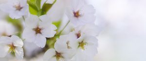 Preview wallpaper flowers, petals, bloom, spring, white, blur