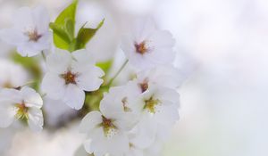 Preview wallpaper flowers, petals, bloom, spring, white, blur