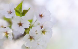 Preview wallpaper flowers, petals, bloom, spring, white, blur