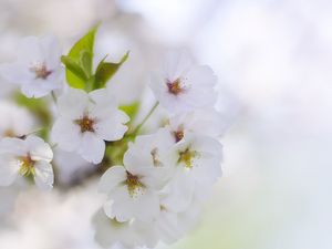 Preview wallpaper flowers, petals, bloom, spring, white, blur