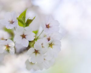 Preview wallpaper flowers, petals, bloom, spring, white, blur