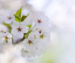 Preview wallpaper flowers, petals, bloom, spring, white, blur