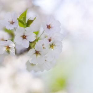 Preview wallpaper flowers, petals, bloom, spring, white, blur