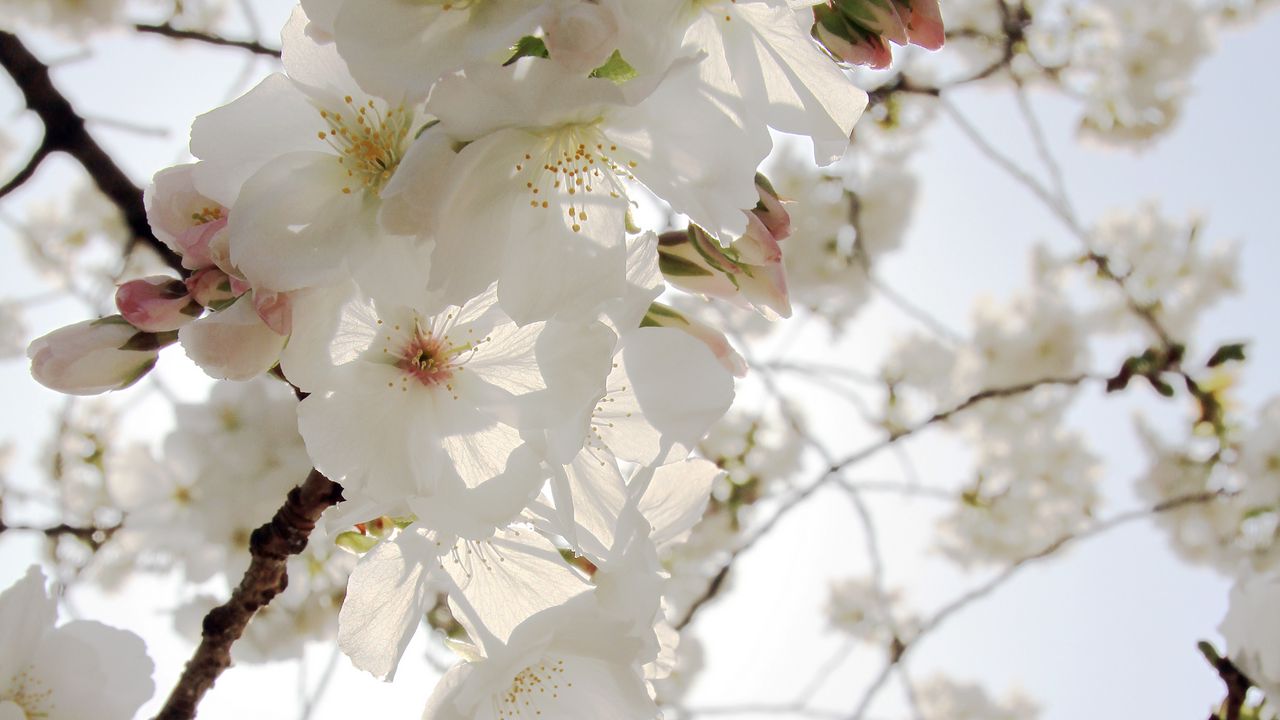 Wallpaper flowers, petals, bloom, spring, white, branches