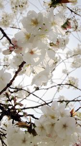 Preview wallpaper flowers, petals, bloom, spring, white, branches