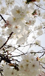 Preview wallpaper flowers, petals, bloom, spring, white, branches