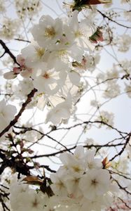 Preview wallpaper flowers, petals, bloom, spring, white, branches