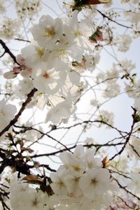 Preview wallpaper flowers, petals, bloom, spring, white, branches