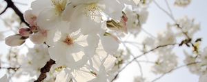 Preview wallpaper flowers, petals, bloom, spring, white, branches