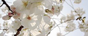 Preview wallpaper flowers, petals, bloom, spring, white, branches