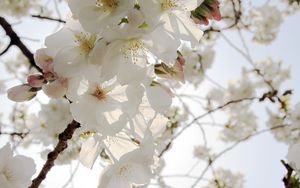 Preview wallpaper flowers, petals, bloom, spring, white, branches