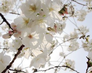 Preview wallpaper flowers, petals, bloom, spring, white, branches