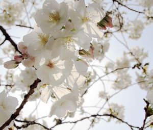 Preview wallpaper flowers, petals, bloom, spring, white, branches