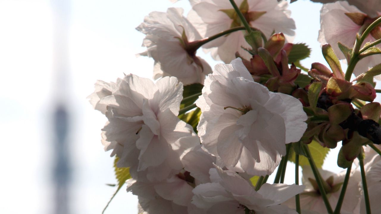 Wallpaper flowers, petals, bloom, branch, blur