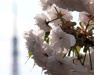 Preview wallpaper flowers, petals, bloom, branch, blur