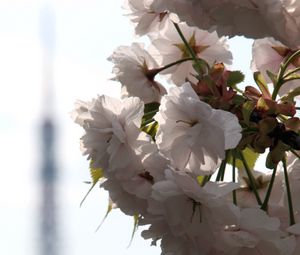 Preview wallpaper flowers, petals, bloom, branch, blur