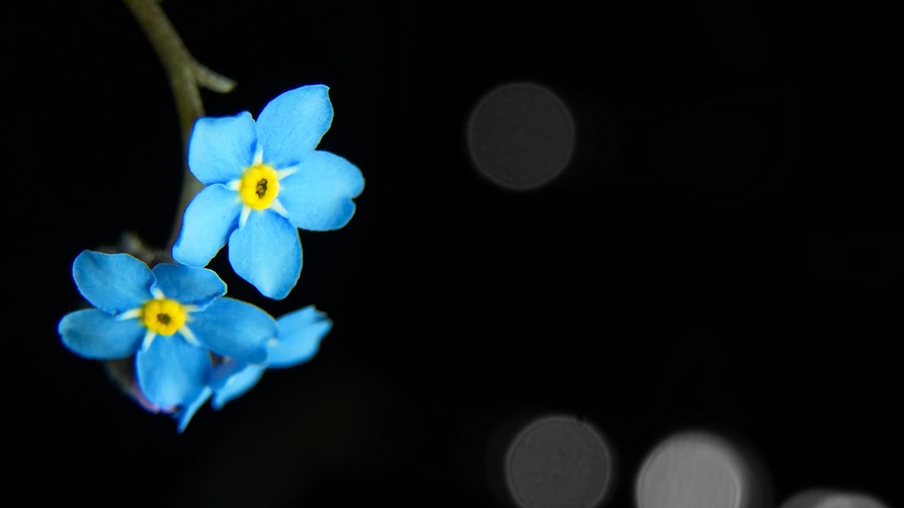 Wallpaper flowers, petals, blue, macro