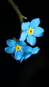 Preview wallpaper flowers, petals, blue, macro