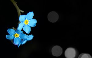 Preview wallpaper flowers, petals, blue, macro